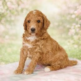 Bree - Apricot female Goldendoodle puppy in Willacoochee, Georgia from Kitandkboodle's Doodles