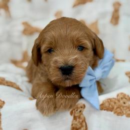Lt blue collar BULLSEYE - Apricot male Goldendoodle puppy in Salem, Utah from Aspen Doodles