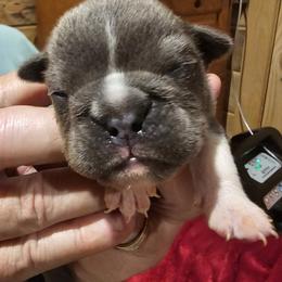 Miracle - Blue tri-color female Bulldog puppy in Callao, Virginia from Northern Neck Bulldogs