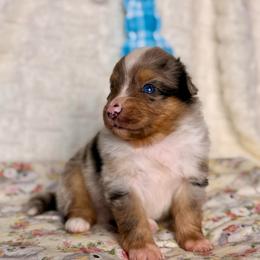Shamrock - Blue merle male Miniature Australian Shepherd puppy in Buchanan, Georgia from Stanleyville Farm Mini Aussies