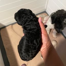 Dorothy - Black female Goldendoodle puppy in Stafford, Virginia from Morris Doodles Virginia