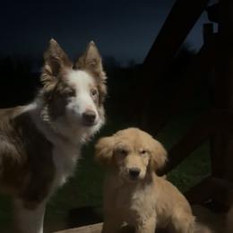 Honey - Golden female Golden Retriever puppy in Lodi, California from R3 Sport Dogs (Rafter 3 Ranch)