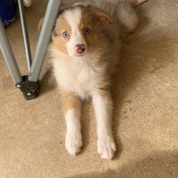 Miniature Australian Shepherd Puppies from Texas Miniature Aussies