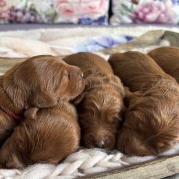 Goldendoodle puppies from Gypsi Doodles & Poodles LLC.