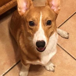 Pembroke Welsh Corgis from Dawnmarie Loftis