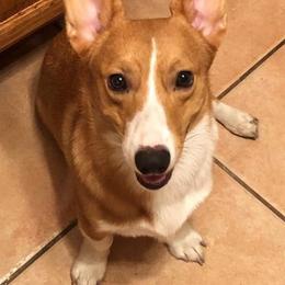 Pembroke Welsh Corgis from Dawnmarie Loftis