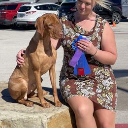 Vizsla All Grown Up from Arailek Vizslas