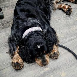 Lacie - English Springer Spaniel