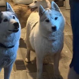 Halo - Siberian Husky