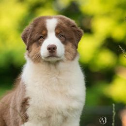 Australian Shepherds from Collinswood Australian Shepherds