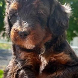 Virgina Girl - Merle female Bernedoodle puppy in Horseshoe Bend, Idaho from Over the Moon Poodles and Doodles