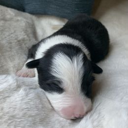Border Collie Puppies from Best Friend Borders