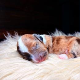 Arabella - Dapple female Dachshund puppy in Washburn, Tennessee from Clinch Mountain Dachshunds