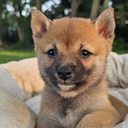 Louie - Red male Shiba Inu puppy in Carpentersville, Illinois from Veronika's Shiba Inus