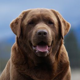 Griz - Labrador Retriever