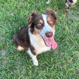 Lucy - Australian Shepherd