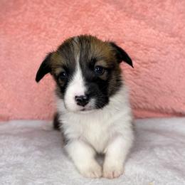 WINONA - Sable female Pembroke Welsh Corgi puppy in Ritzville, Washington from Sapphire Iris Corgis