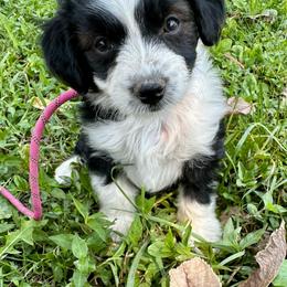 Girl 6 - Black and white female Aussiedoodle puppy in Hillsboro, Illinois from Perfect Paws Puppies