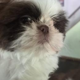 Ethel - Liver and white female Shih Tzu puppy in Green Valley Lake, California from All American Shih Tzu Puppies