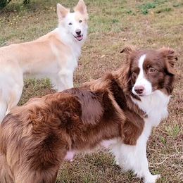 Border Collie puppies from Double4farms