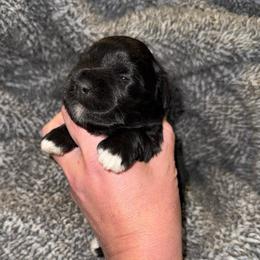 Delilah's black beauty female - Black female Miniature Schnauzer puppy in Forest, Virginia from Prestige Kennel LLC