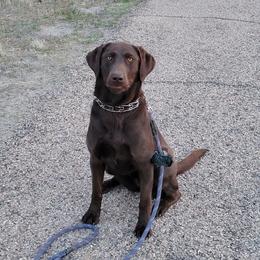 Labrador Retriever puppies from Nebraska Strong Labradors