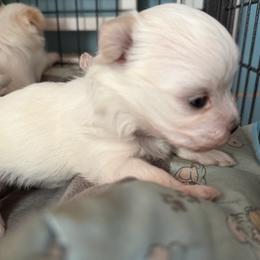 Ruby - White and tan female Morkie puppy in Coats, North Carolina from Angie's Puppies