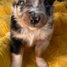 Gucci - Blue merle male Toy Australian Shepherd puppy in Garvin, Oklahoma from Hochatown Awesome Aussies