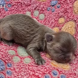 Lilac Girl 1 - Lilac female Shih Tzu puppy in Oakville, Washington from Garrard Creek Shih Tzus