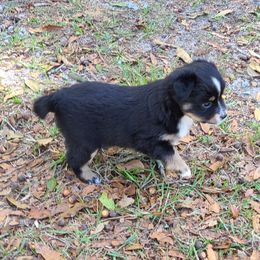 Toy Australian Shepherd Puppies from Beasley Acres Aussies