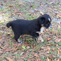 Toy Australian Shepherd Puppies from Beasley Acres Aussies