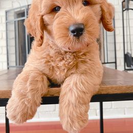 Goldendoodle and Poodle Puppies from Great Doodles & Poodles