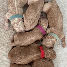 Goldendoodle Puppies from Patton Doodles