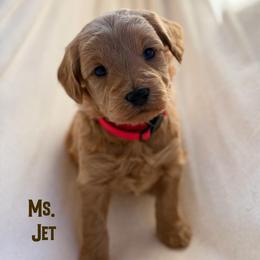 Ms. Jet - Red  female Goldendoodle puppy in Sacramento, California from Dandy Doodles Goldendoodles
