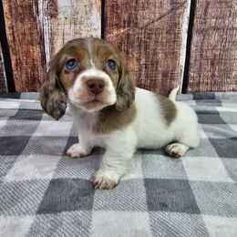 Chocolate and Tan Dapple Piebald F - Dapple female Dachshund puppy in Malad City, Idaho from Mountain Sage Dachshunds