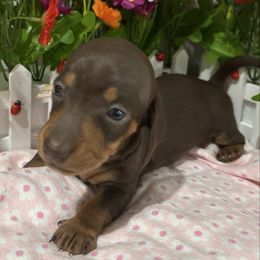Pink Collar - Chocolate and tan female Dachshund puppy in Belfair, Washington from Devoted Doxies, Lorraine’s Yorkies