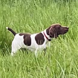 Mickey - German Shorthaired Pointer