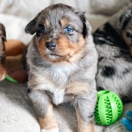 Australian Shepherd Puppies from Ember Aussies NJ/NY/PA