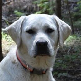 Labrador Retriever adult dog