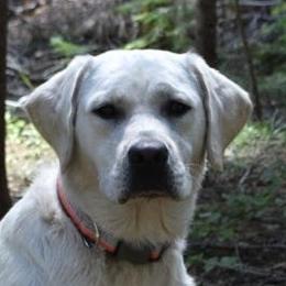 Labrador Retriever adult dog