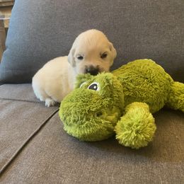 Mr Green - 16 days old - Golden Retriever puppy from Golden State Goldens