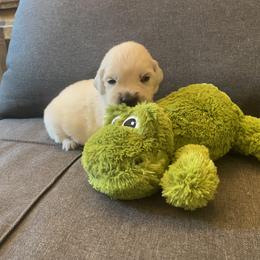 Mr Green - 16 days old - Golden Retriever puppy from Golden State Goldens