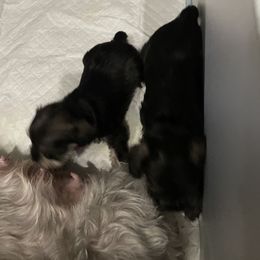 Miniature Schnauzer Puppies from Mini Schnauzers for Life