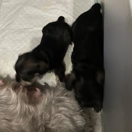 Miniature Schnauzer Puppies from Mini Schnauzers for Life