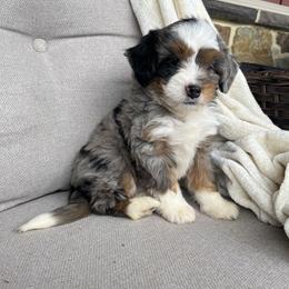 Ollie - Blue merle male Bernedoodle puppy in Holtwood, Pennsylvania from Country Ridge Puppies
