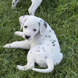 Girl 1 - White and black female Dalmatian puppy in Newfoundland, Pennsylvania from Poconopaws