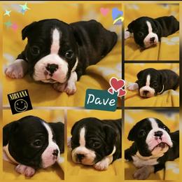 Fugo - Black and white male Boston Terrier puppy in South Of Boston, Massachusetts from Boston Collections