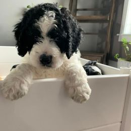 Bernedoodle Puppies from Hollie Walker's Bernedoodles