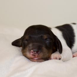 Cowboy - Piebald male Dachshund puppy in Mapleton, Utah from Utah County Dachshunds