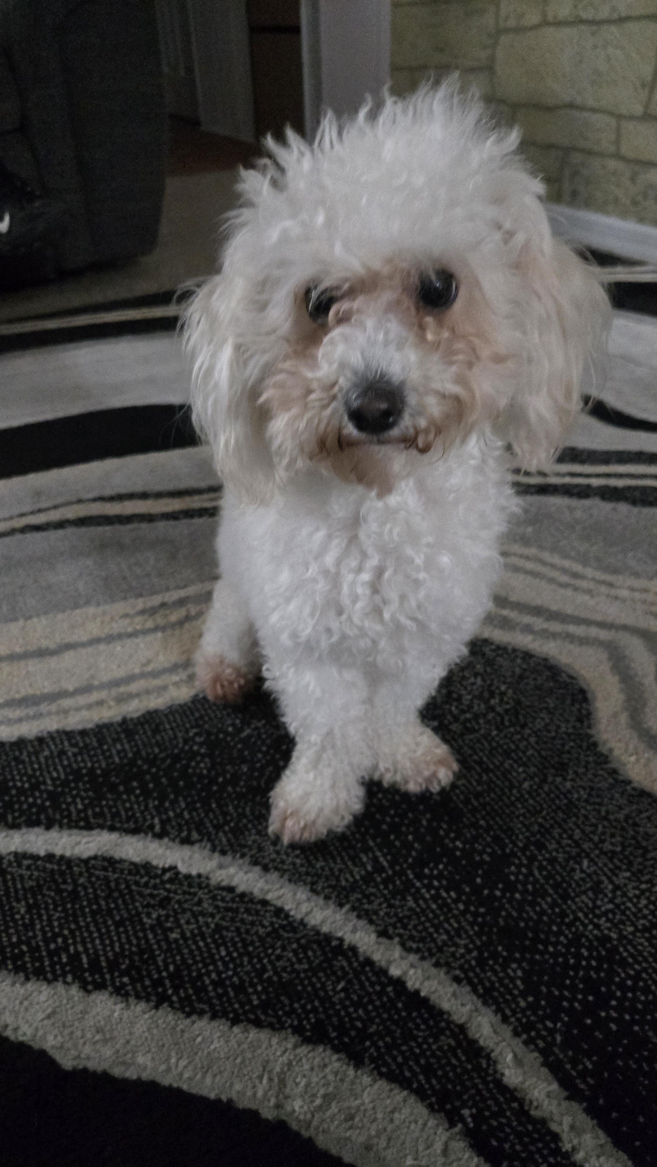 Maci
